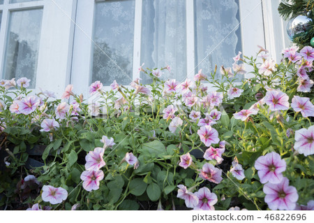 Colorful flowers 46822696