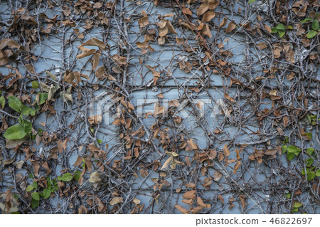 Old Ivy covered brick wall 46822697