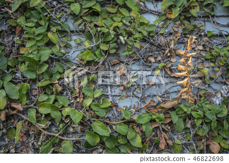 Old Ivy covered brick wall 46822698