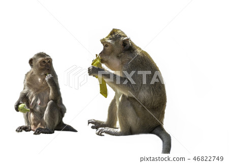 Two monkeys on  background 46822749
