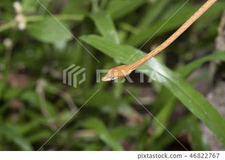 Oriental whip snake Ahaetulla prasina Oriental whip snake Ahaetulla prasina 46822767