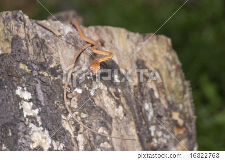 Oriental whip snake Ahaetulla prasina Oriental whip snake Ahaetulla prasina 46822768