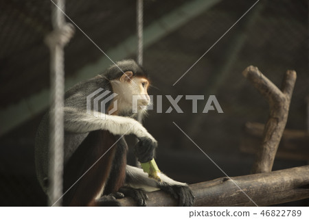 Red-shanked Douc Langur Red-shanked Douc Langur 46822789