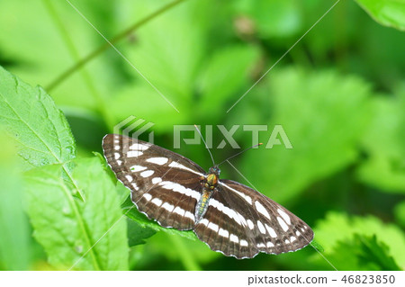 Komisuji Komisuji 46823850