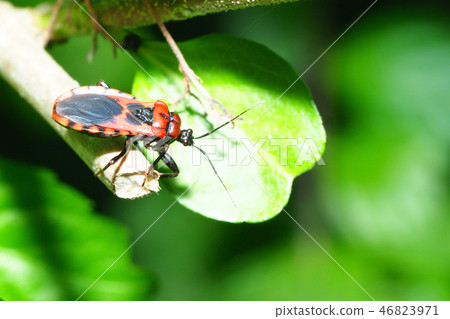 紅條紋陸龜 46823971