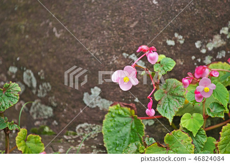 Pink Flower of Shukidou 46824084