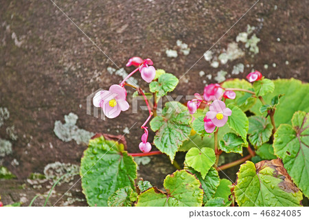 Pink Flower of Shukidou Pink Flower of Shukidou 46824085
