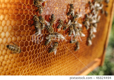 close up honeycomb in wooden frame with bees on it close up honeycomb in wooden frame with bees on it 46824494
