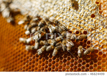 close up honeycomb in wooden frame with bees on it close up honeycomb in wooden frame with bees on it 46824499