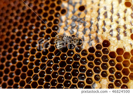 Natural color close up honeycomb in wooden beehive Natural color close up honeycomb in wooden beehive 46824500