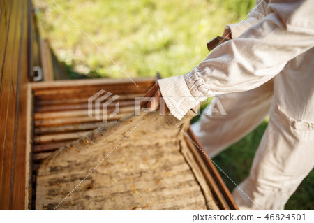 Beekeeper in suit is working at apiary. Opening Beekeeper in suit is working at apiary. Opening 46824501