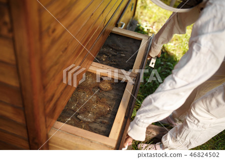 Beekeeper in suit is working at apiary. Opening Beekeeper in suit is working at apiary. Opening 46824502