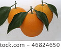 Ripe oranges grown in the garden 46824650