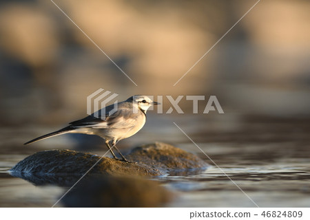 "Hakusekirei" that lives in the Tama River at dusk in winter 46824809