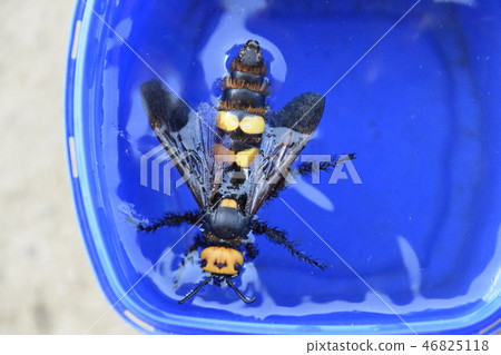 Megascolia maculata. The mammoth wasp. 46825118