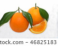 Ripe oranges grown in the garden 46825183