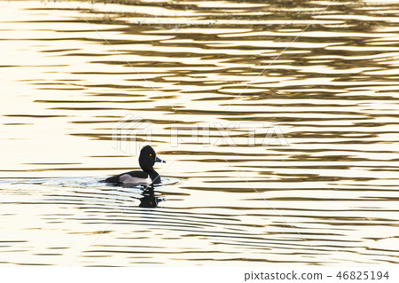 Ring-necked Duck (Aythya collaris) on a pond 46825194