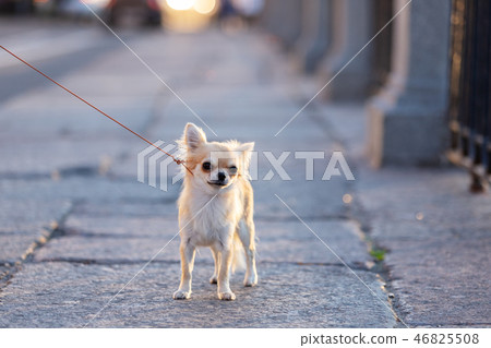 Beautiful cream chihuahua walks in big city Beautiful cream chihuahua walks in big city 46825508