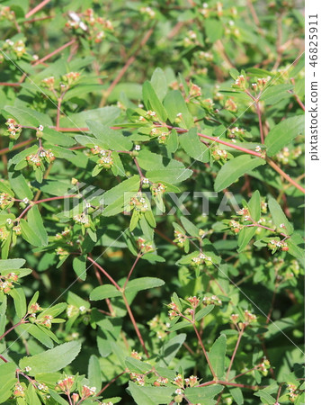 Ginseng Seeds and Flowers Ginseng Seeds and Flowers 46825911