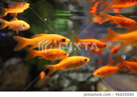 Goldfish Goldfish 46826080