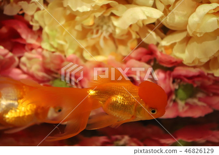 金魚 金魚 46826129