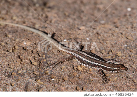 Close-up of common wall lizard basking on stone 46826424