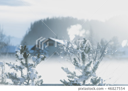 Snow on the mountain pines 46827554