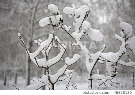 branch of a tree in winter 46828120