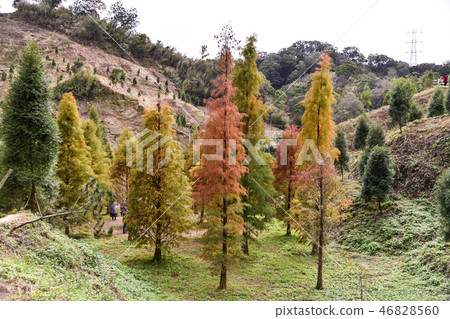 Miaoli Sanwan Falling Feathers Miaoli Sanwan Falling Feathers 46828560