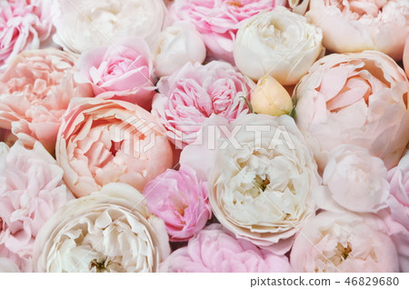 Pink roses on blooming flowers festive background Pink roses on blooming flowers festive background 46829680
