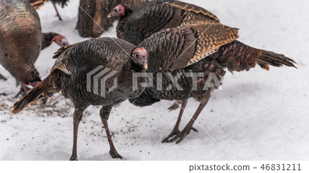 Eastern Wild Turkey hens feeding on seed in snow. 46831211