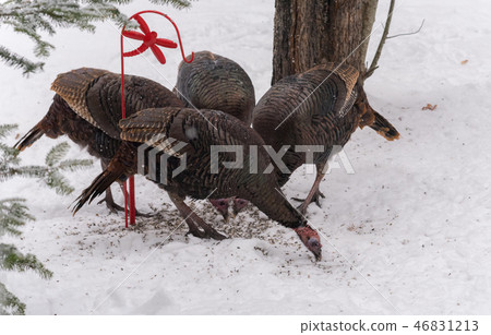 Eastern Wild Turkey hens feeding on seed in snow. Eastern Wild Turkey hens feeding on seed in snow. 46831213