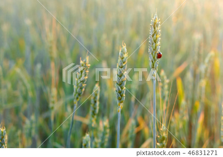 Ladybird on wheat spike Ladybird on wheat spike 46831271