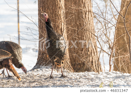 Eastern Wild Turkey hen in a snowy wooded yard. Eastern Wild Turkey hen in a snowy wooded yard. 46831347