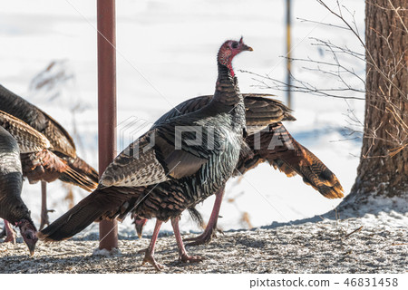 Eastern Wild Turkey hens in a snowy woodland yard. 46831458