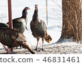 Eastern Wild Turkey hens in a snowy woodland yard. 46831461