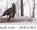 Eastern Wild Turkey hens in a snowy woodland yard. 46831462
