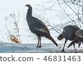 Eastern Wild Turkey hens in a snowy woodland yard. 46831463
