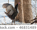 Eastern Wild Turkey hen in a snowy wooded yard. 46831489