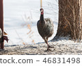 Eastern Wild Turkey hen in a snowy wooded yard. 46831498