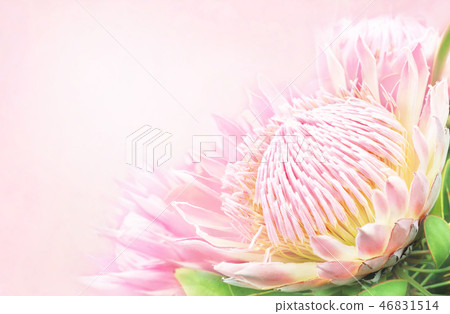 Summer blossoming delicate protea flowers  46831514