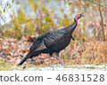 Eastern Wild Turkey hen in a woodland yard. 46831528
