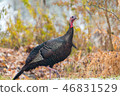 Eastern Wild Turkey hen in a woodland yard. 46831529