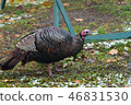 Eastern Wild Turkey hen in a woodland yard. 46831530
