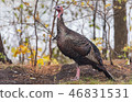 Eastern Wild Turkey hen in a woodland yard. 46831531