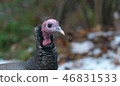 Eastern Wild Turkey hen in a woodland yard. 46831533