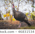 Eastern Wild Turkey hen in a woodland yard. 46831534