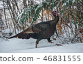 Eastern Wild Turkey hen in a woodland yard. 46831555