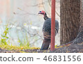 Eastern Wild Turkey hen in a woodland yard. 46831556