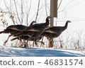 Eastern Wild Turkey hens run in a woodland yard. 46831574
